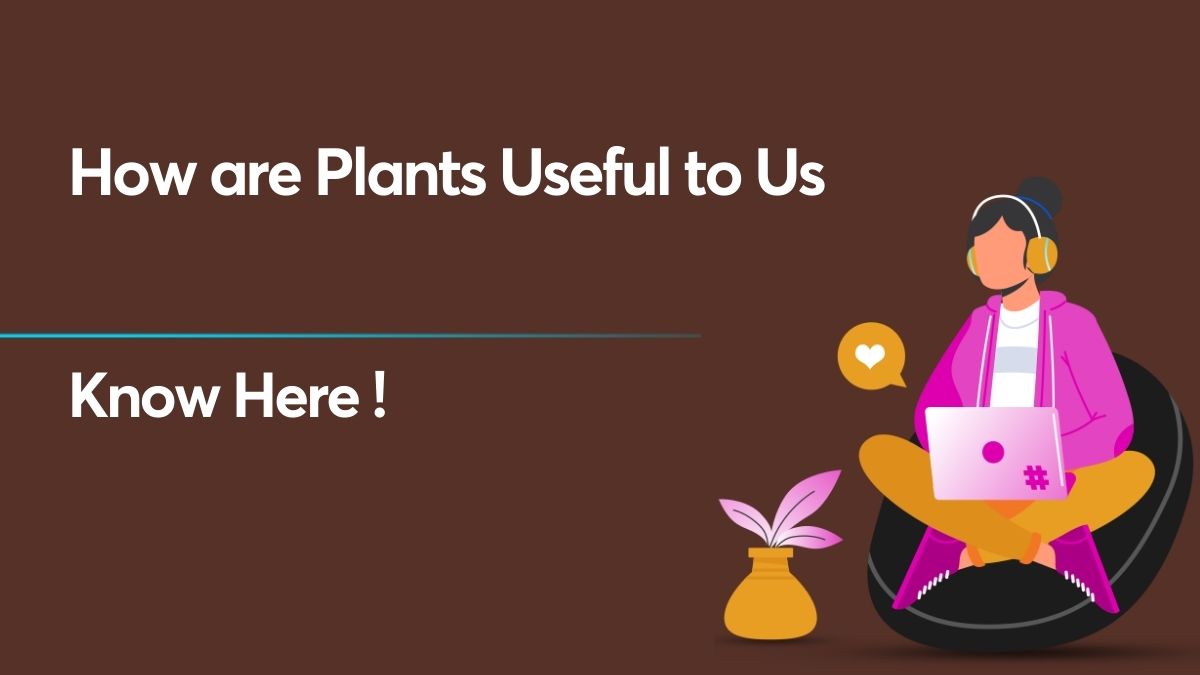 how are plants useful to us